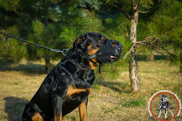 Rottweiler leather leash with durable nickel plated hardware for quality control
