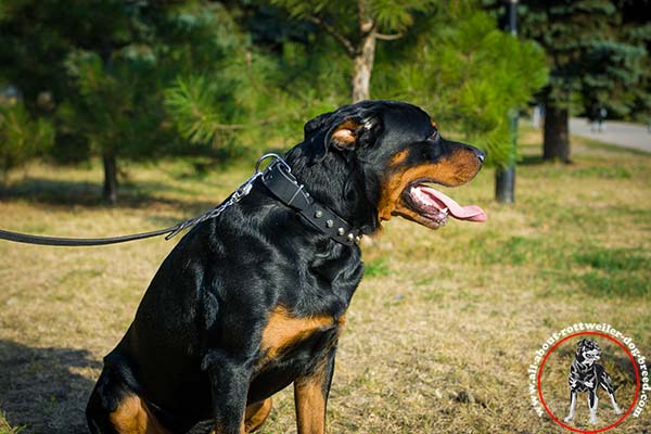 Rottweiler leather leash of genuine materials with nickel plated hardware for any activity