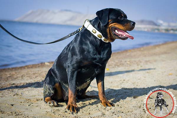 Rottweiler leather leash of classic design with brass plated hardware for basic training
