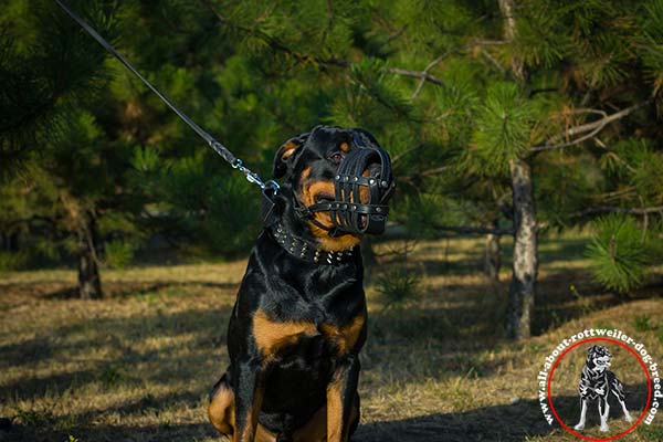 Rottweiler leather leash of genuine materials with nickel plated hardware for professional use