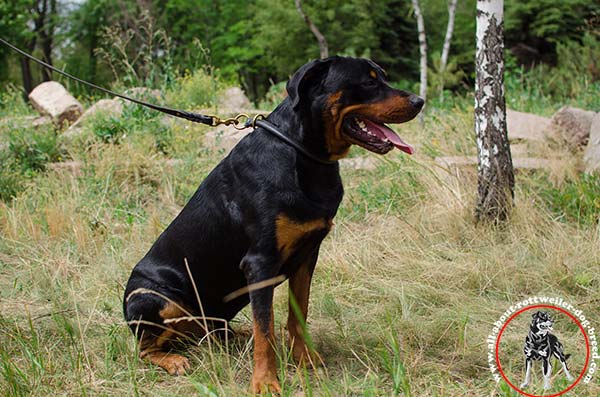 Rottweiler leather leash with durable brass plated hardware for quality control