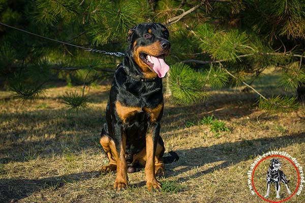 Rottweiler leather leash of braided design with nickel plated hardware for walking