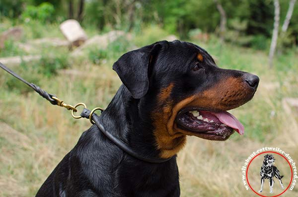 Rottweiler leather leash with strong brass plated hardware for improved control