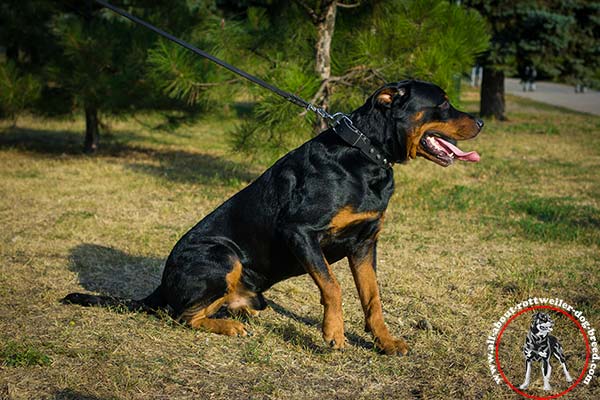 Rottweiler leather leash with braids nickel plated hardware for improved control