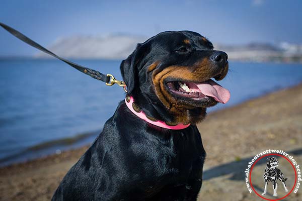 Rottweiler leather leash of genuine materials with brass plated hardware for any activity