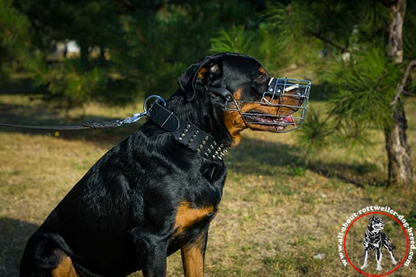 Rottweiler leather leash with strong nickel plated hardware for daily walks