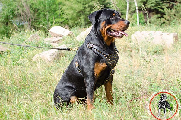 Rottweiler leather leash of high quality brass plated hardware for walking