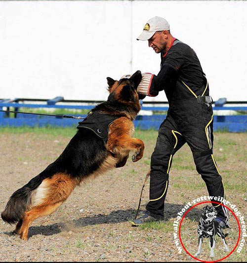 Nylon dog harness for efficient training