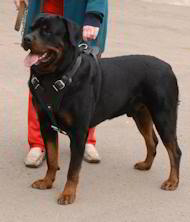 dog harness for Rottweiler