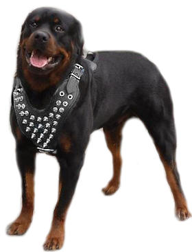 Best Rottweiler