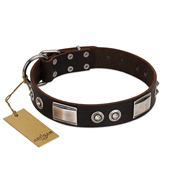 "Baller Status" FDT Artisan Brown Leather Rottweiler Collar Adorned with a Set of Chrome Plated Studs and Plates
