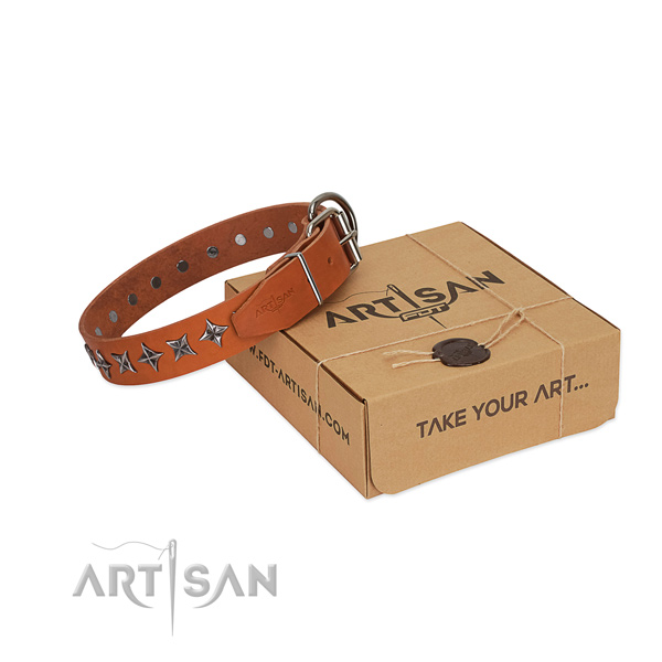 Walking dog collar of finest quality full grain genuine leather with studs