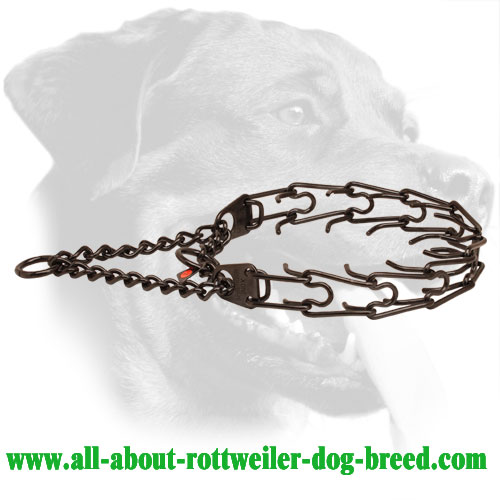 Black Dog Pinch Collar of Stainless Steel