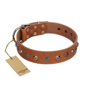 "Silver Age" Fashionable FDT Artisan Tan Leather Rottweiler Collar with Silver-Like Studs