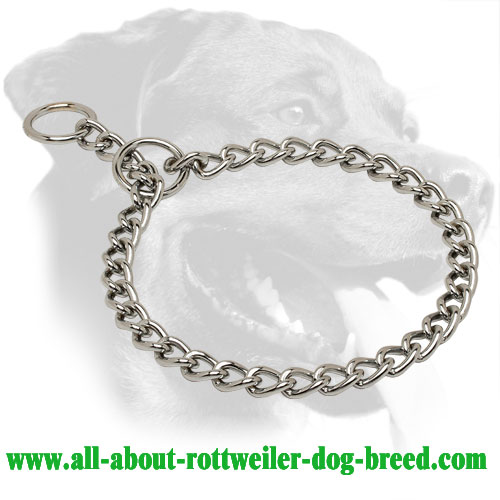 Rottweiler chrome plated collar