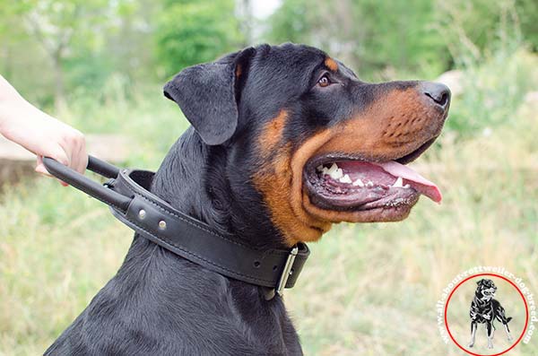 Comfy dog collar for Rottweiler of 2 ply genuine leather