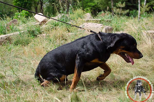 Leather Rottweiler choke collar with 2 brass O-rings for leash attachment