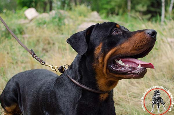 Invisible control genuine leather Rottweiler choke collar