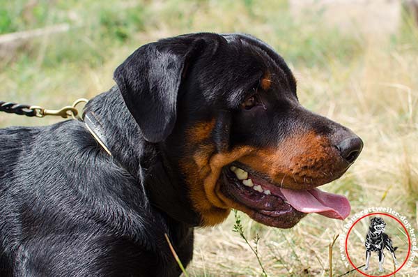 Soft Nappa padded leather Rottweiler choke collar