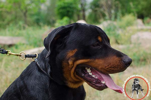 Silent genuine leather Rottweiler choke collar