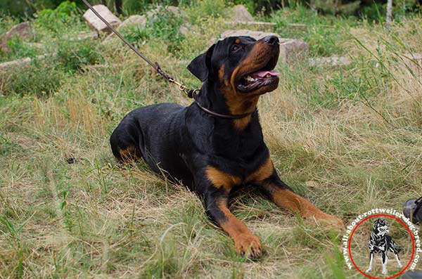 Safe walking leather Rottweiler choke collar