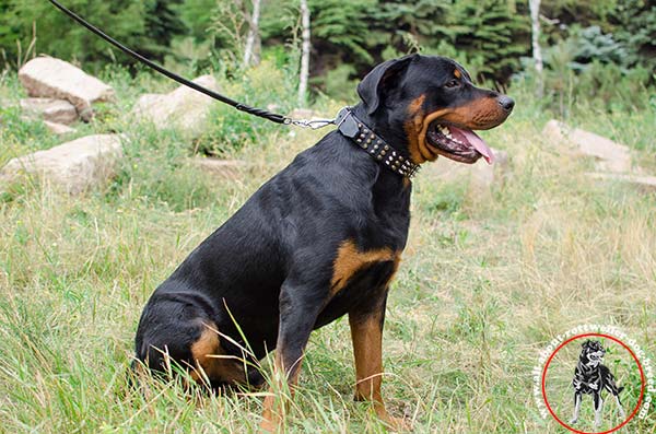 Awesome leather Rottweiler collar with decoration