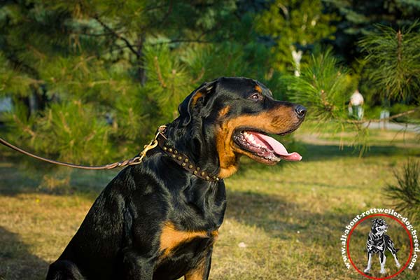 Adorned leather Rottweiler collar with pyramids