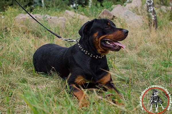 Finest leather Rottweiler collar adorned with pyramids