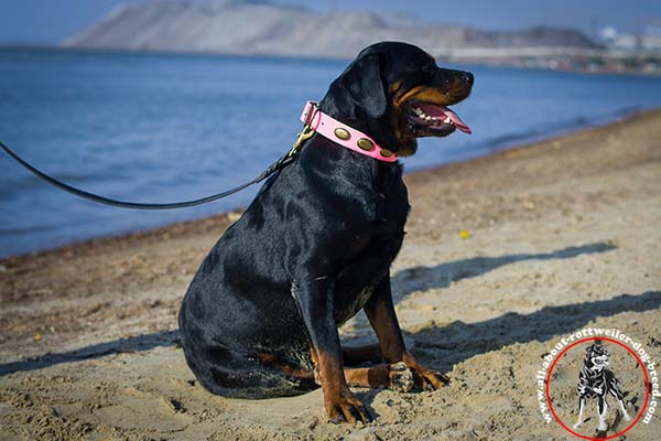 Designer leather Rottweiler collar with brass oval plates