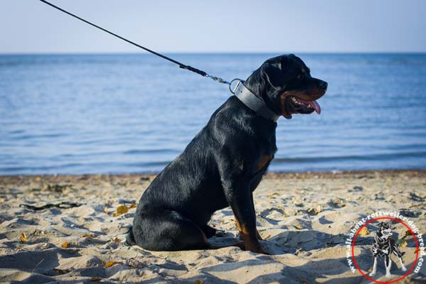 Smooth leather Rottweiler collar