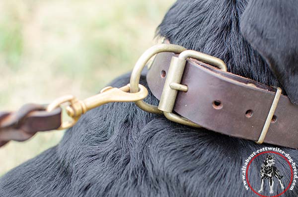 Leather Rottweiler collar with durable hardware