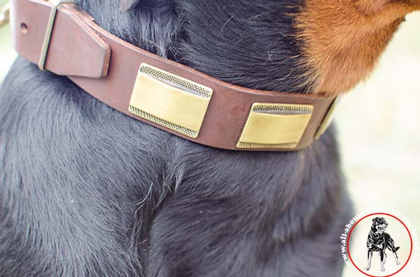 Leather Rottweiler collar with brass plated embellishment -close look