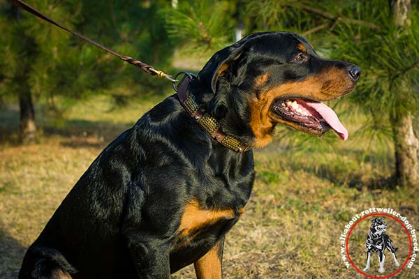 Fashion leather Rottweiler collar with plates and cones