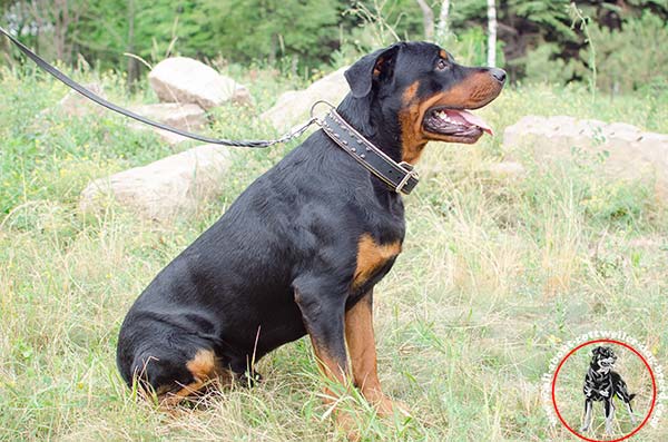 Sumptuous leather Rottweiler collar