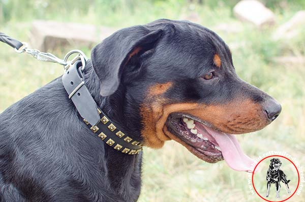 Exclusive leather Rottweiler collar with square brass studs