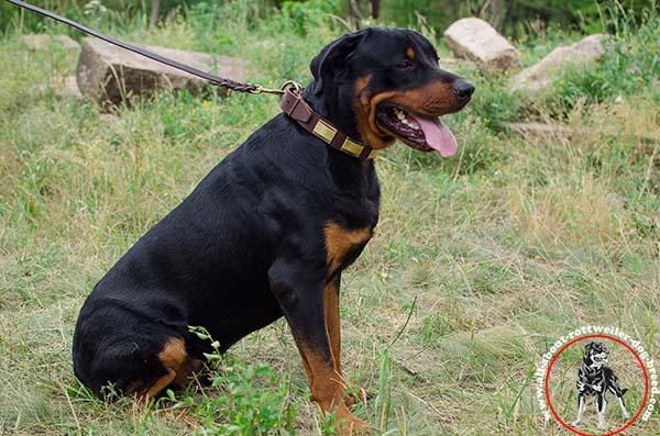 Decorated leather Rottweiler collar for walking