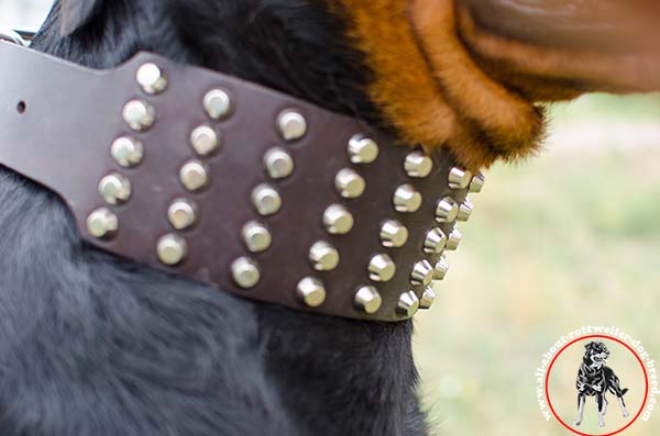 Extra wide studded leather Rottweiler collar - close look