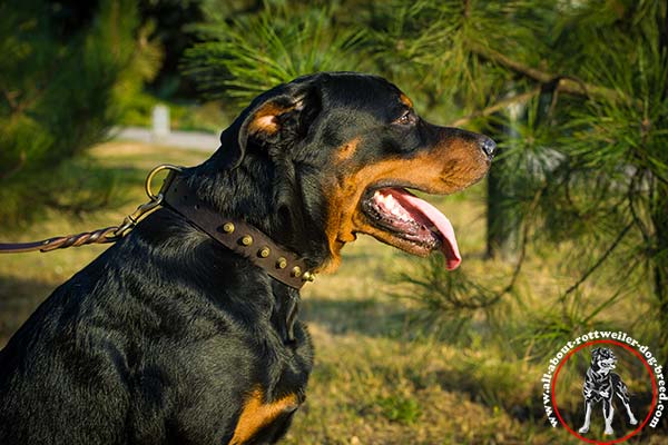 Leather Rottweiler collar with hand-set pyramids