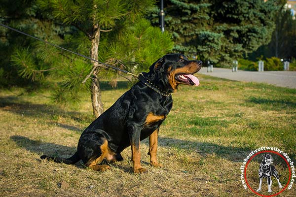 Handcrafted leather Rottweiler collar shiny spikes decoration