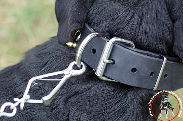 Leather Rottweiler collar with high quality durable hardware