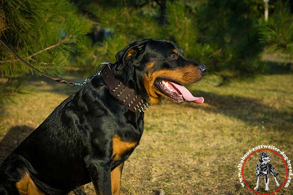 Long-lasting leather Rottweiler collar