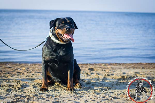 Top-quality leather Rottweiler collar