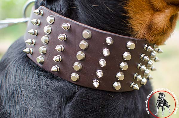 Stylishly adorned leather Rottweiler collar with nickel plated spikes and studs