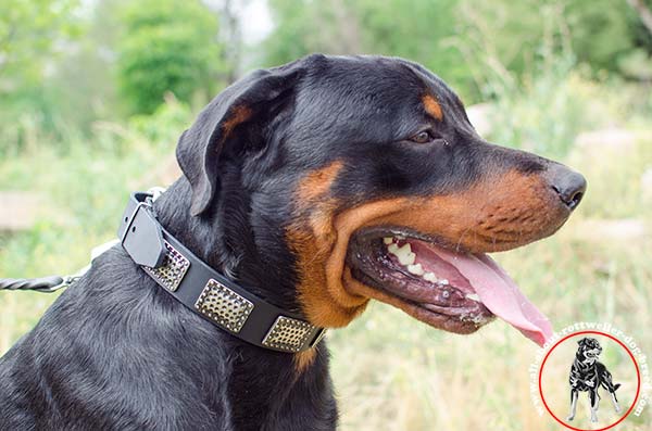 High quality leather Rottweiler collar 