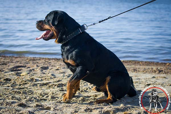 Leather Rottweiler collar with nickel plated decoration