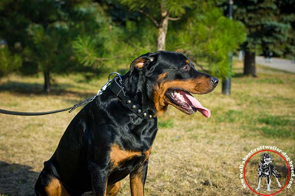 Stylish leather Rottweiler collar with nickel plated pyramids