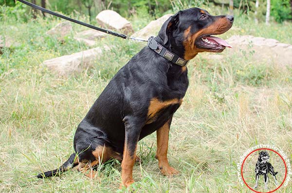 Easy-adjustable leather Rottweiler collar 