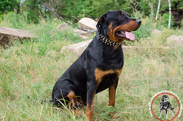 Stylish leather Rottweiler collar