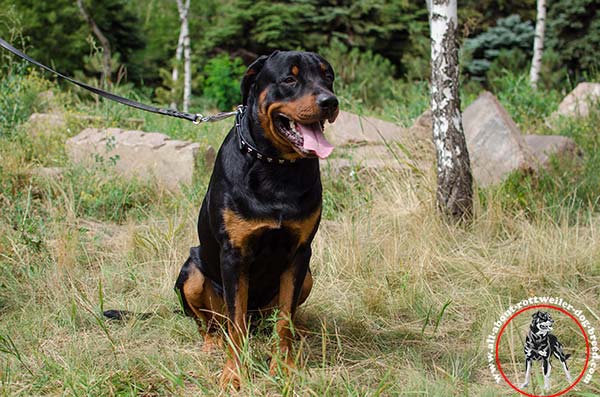 Decorated leather Rottweiler collar for walking