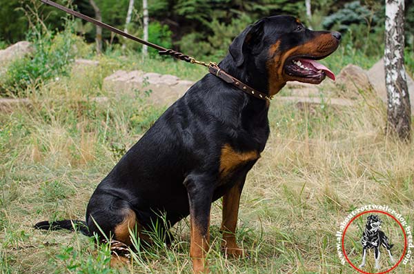 Chic leather Rottweiler collar for walking